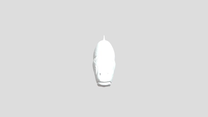 fish 3D Model