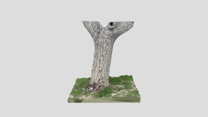 TreeTrunk_A_001 3D Model