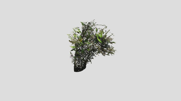 Dendrobium Moniliforme - 石斛 3D Model