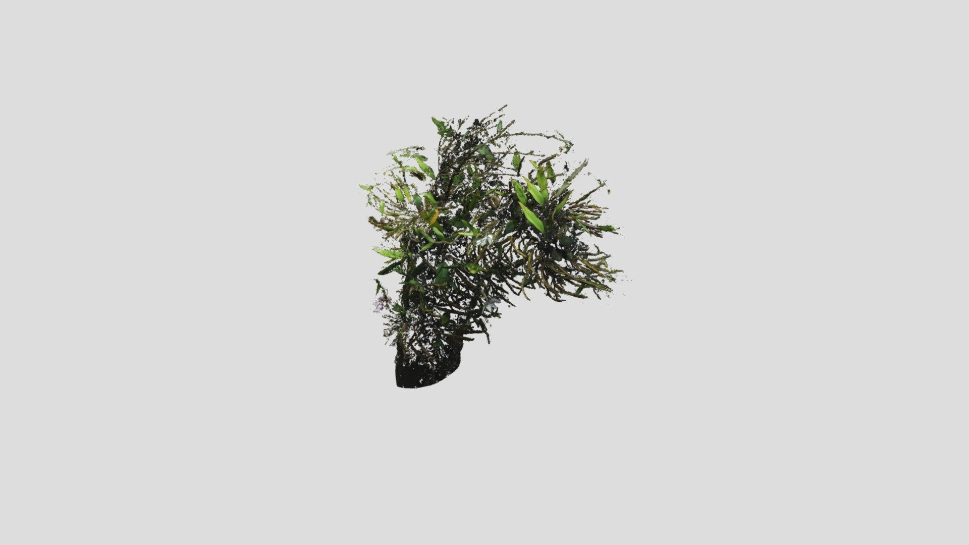 Dendrobium Moniliforme - 石斛