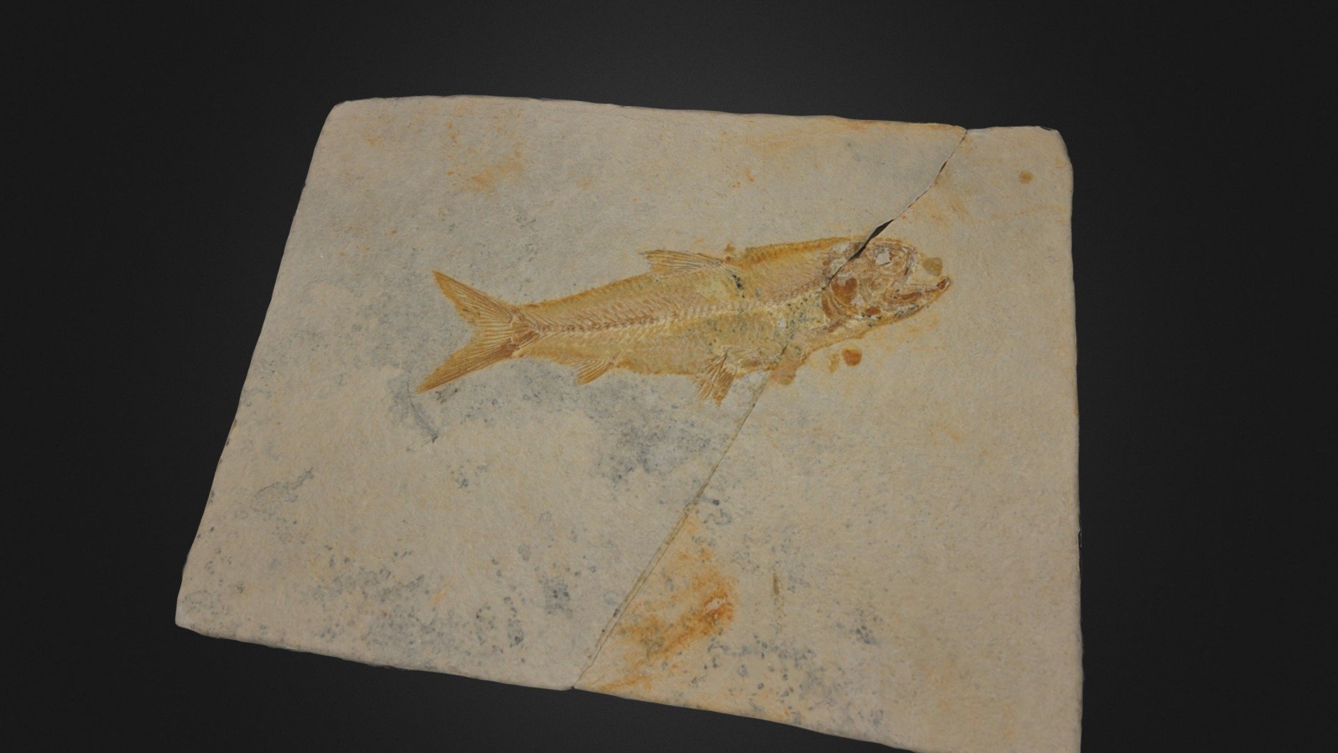 BONEFISH FOSSIL - 3D model by 3D Fossils (@conqueror78) [5797404 ...