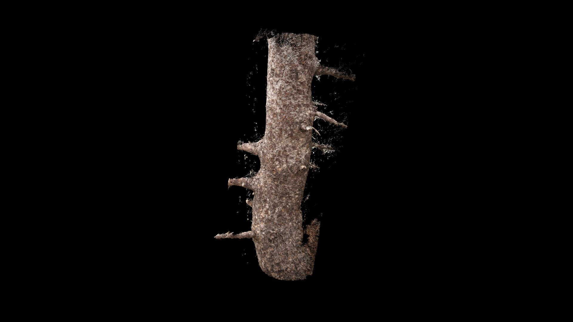Mendi-Pinua / Mountain Pine