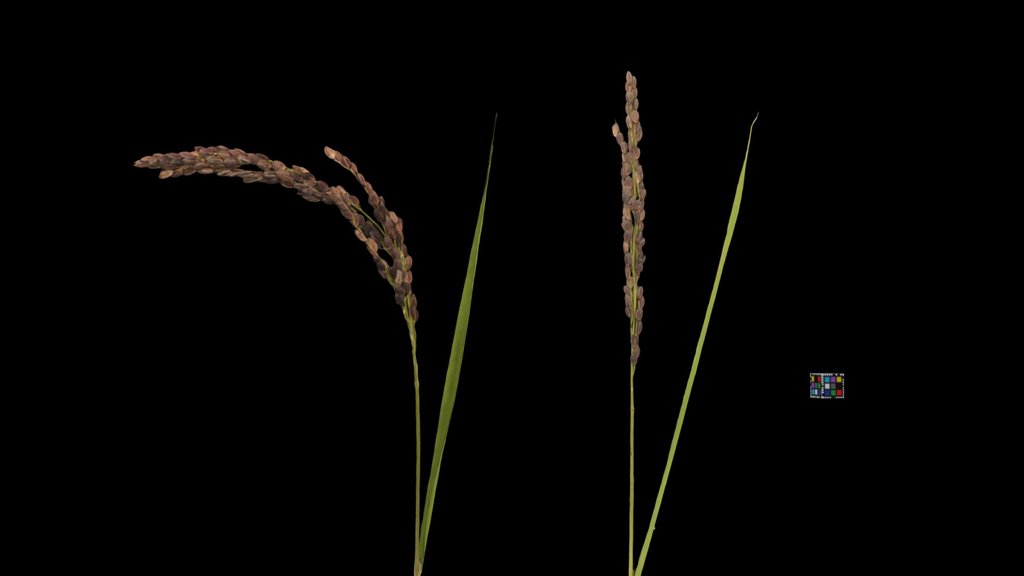 CC0 イネ 緑米, Green Rice, Oryza sativa