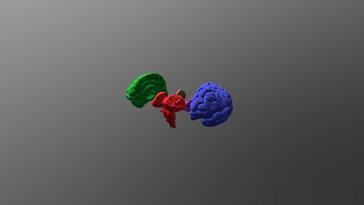Brain Stem 3D Model