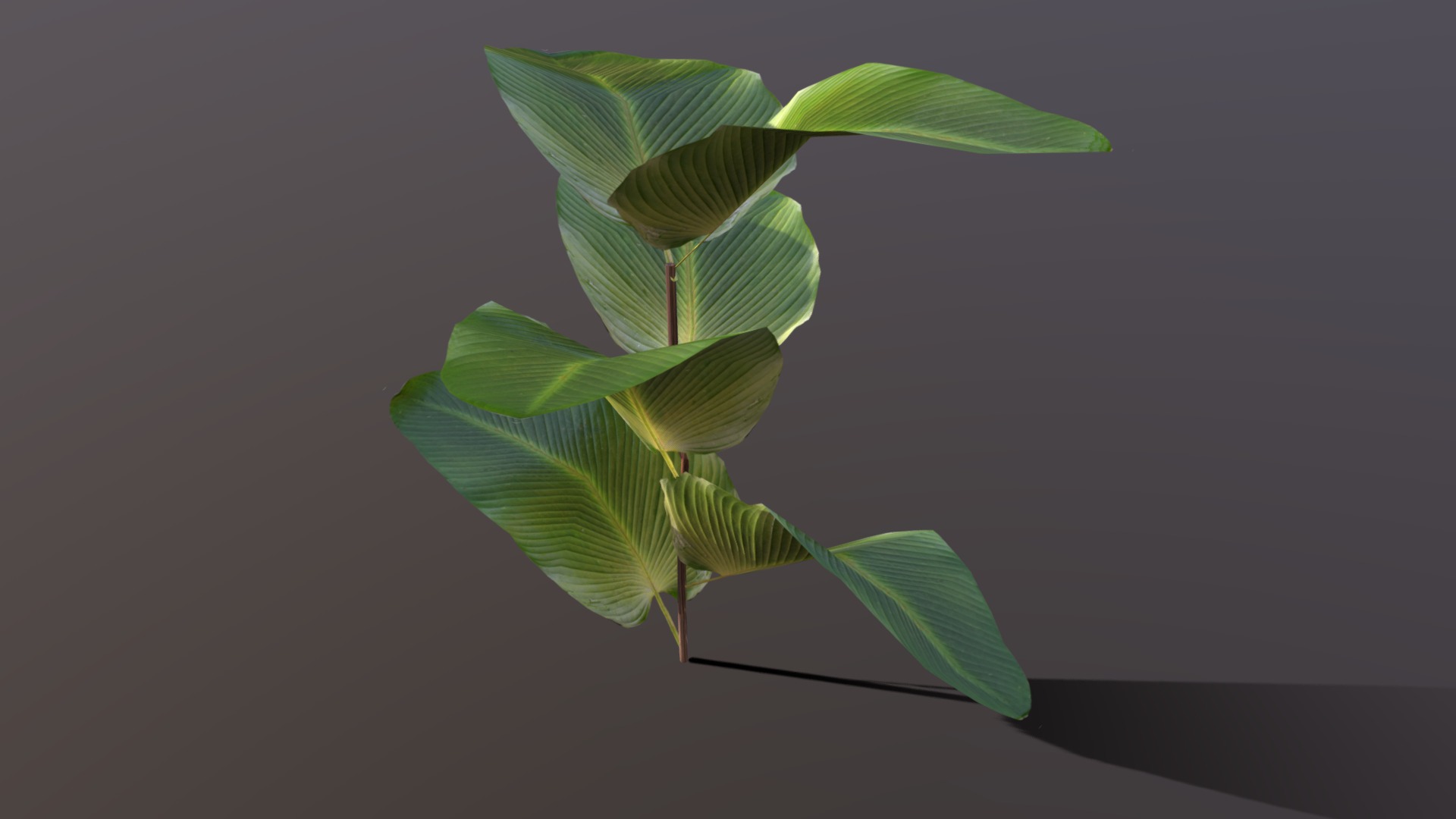 3D model Tropical plant - This is a 3D model of the Tropical plant. The 3D model is about a plant with leaves.