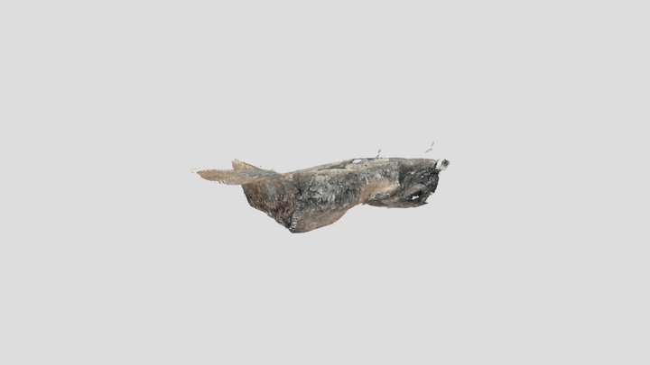 Untitled Scan 3D Model