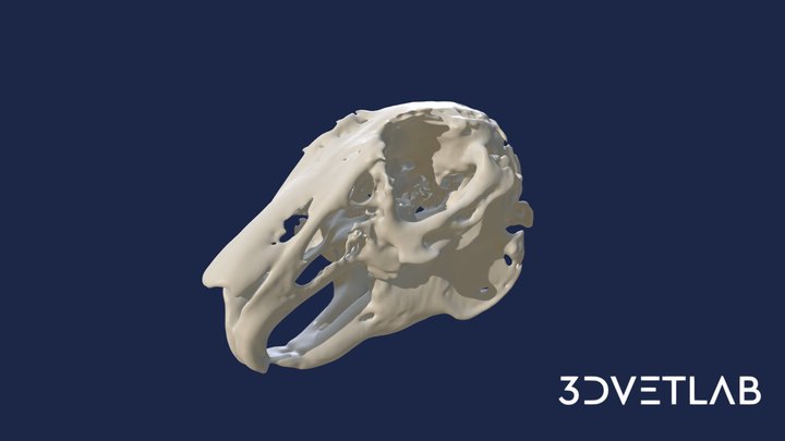 Rabbit skull 3D Model