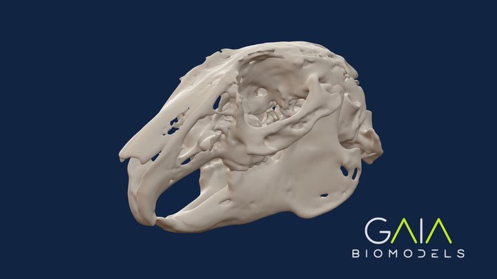Rabbit skull 3D Model