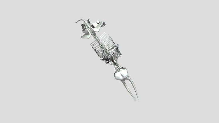 NMNS_20220606_ Elephant_879K 3D Model
