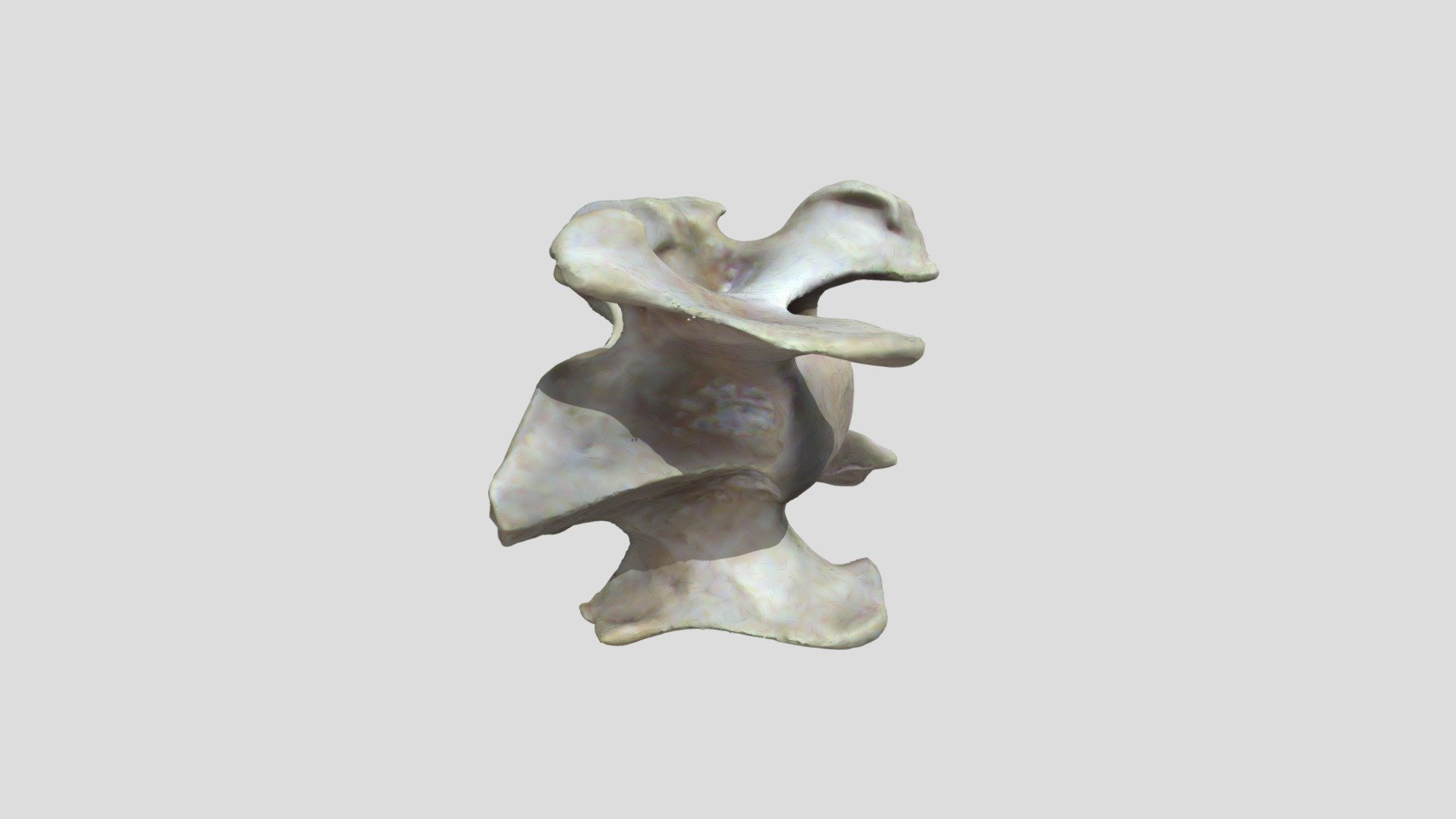 Canis lupus (wolf) - adult M - cervical vertebra