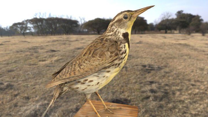 Meadowlark (with sound) 3D Model