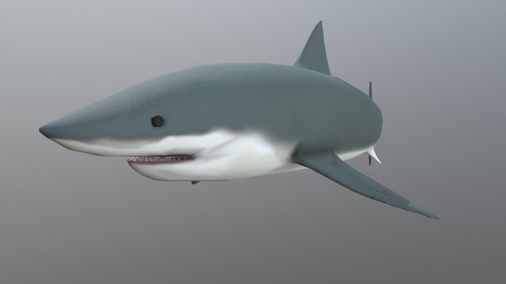 Shark 3D Model