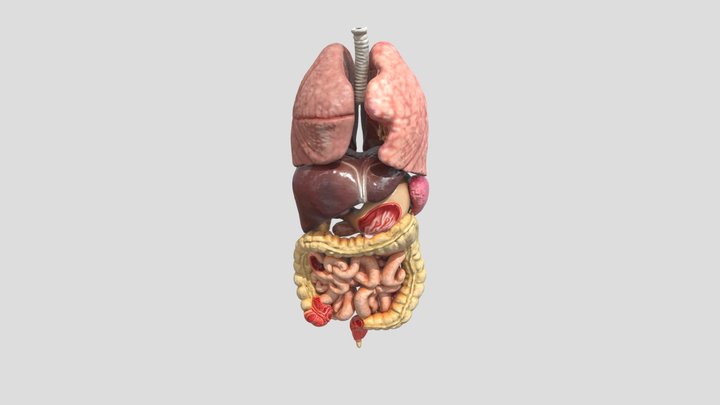 Digestive and Respiratory Systems Model 3D Model