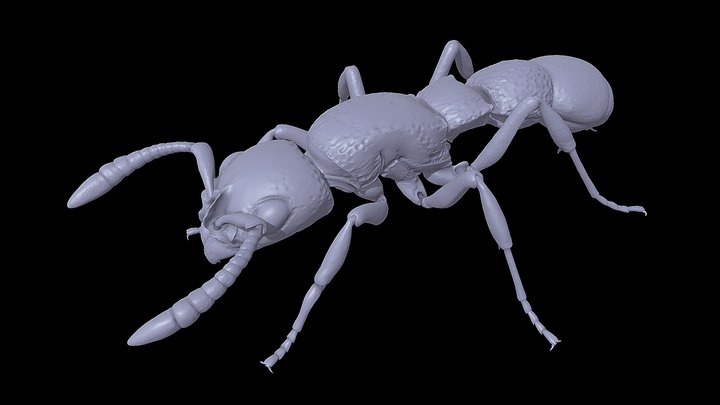 Lioponera_foreli – Kostenloses 3D-Modell STL