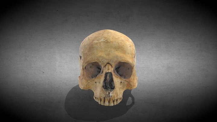 Roman skull 3D Model