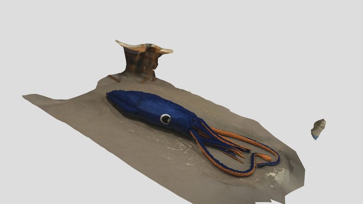 Squid 3D Model