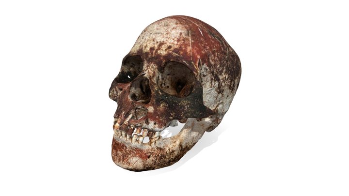 菓子野地下式横穴墓2011-２Ｂ号墓の１号人骨（女性）の頭骨 3D Model