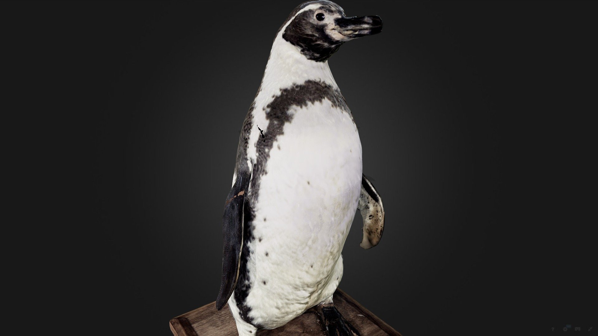 Пингвин Гумбольдта | Humboldt penguin