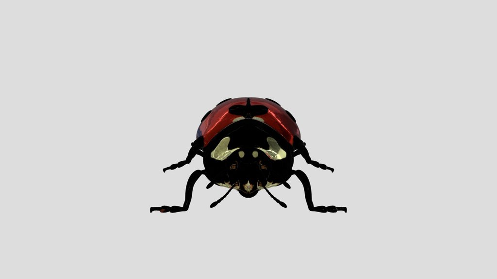 Coccinella septempunctata