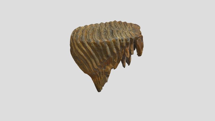 Mammoth Tooth 3D Model