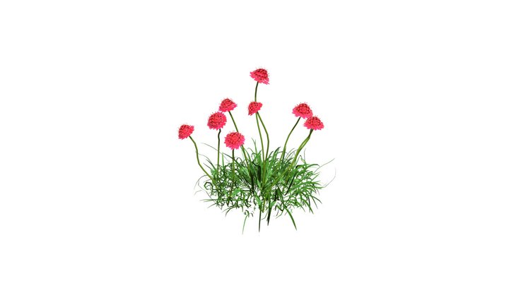 Crimson Pincushion Flower 3D Model