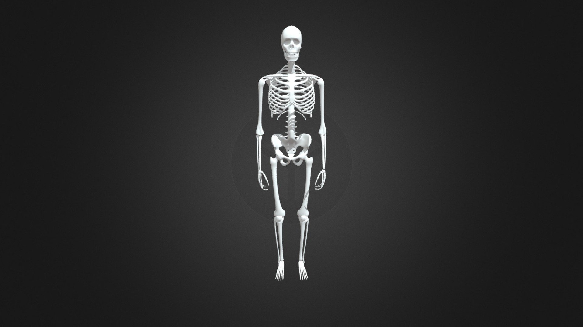 664230045 Human Skeleton Stand Still - Download Free 3D model by ...