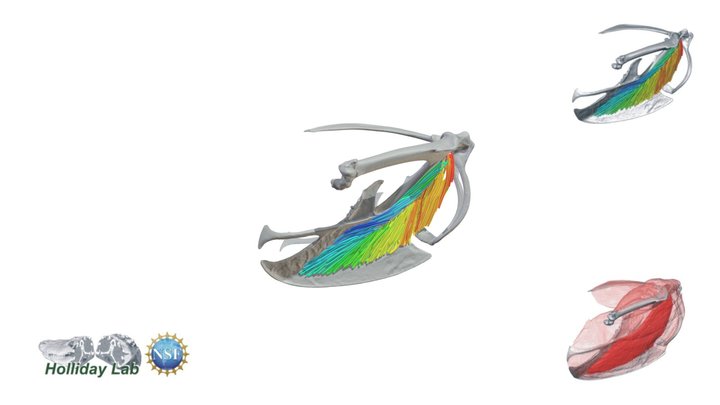 Starling pectoral girdle with Supracoracoideus. 3D Model