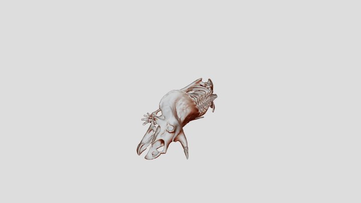 Triceratops-150k 3D Model