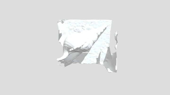 Shell1 3D Model