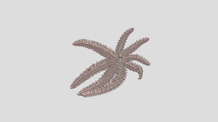 Coscinasterias acutispina 3D Model