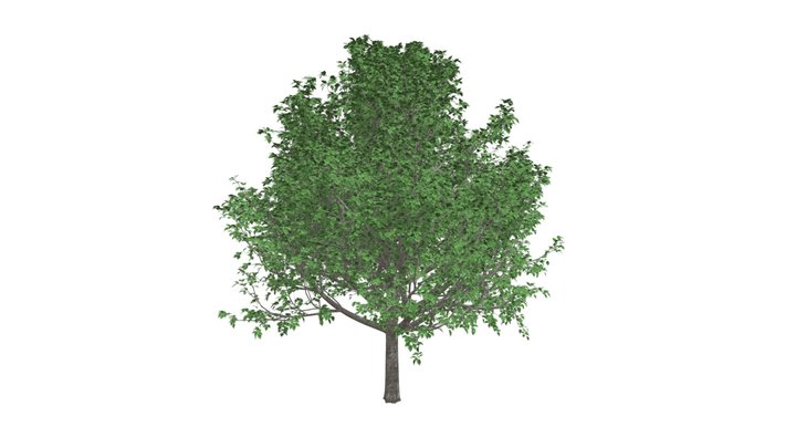 Bradford Callery Pear Tree #05 3D Model