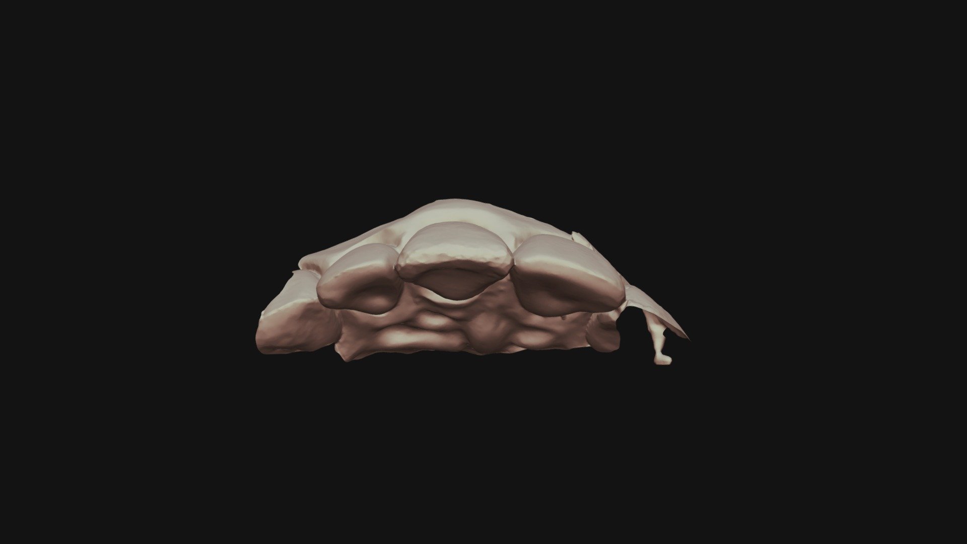 Group 9 #8 Waxup Upper Jaw