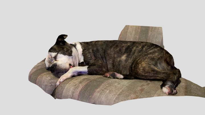 rolly dog sleeping 3D Model