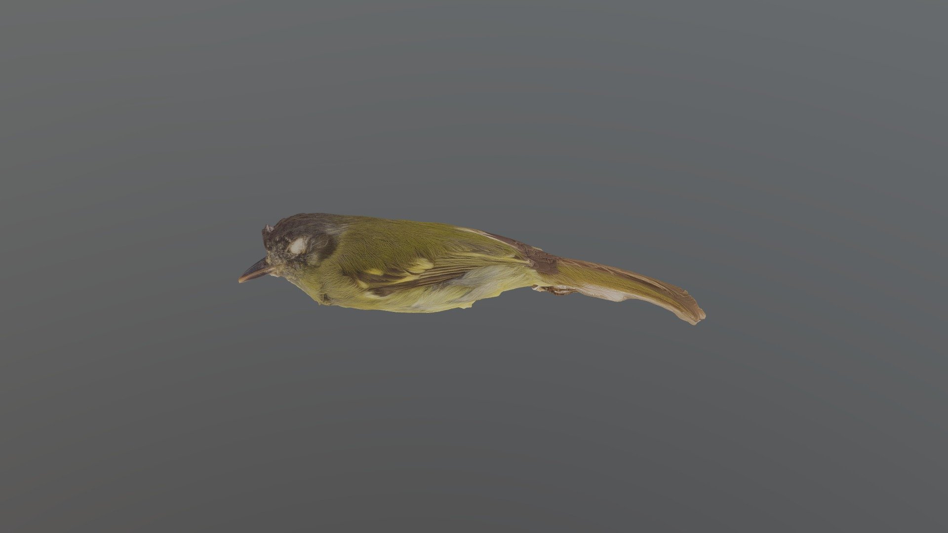 Slaty-capped.... - Leptopogon superciliaris