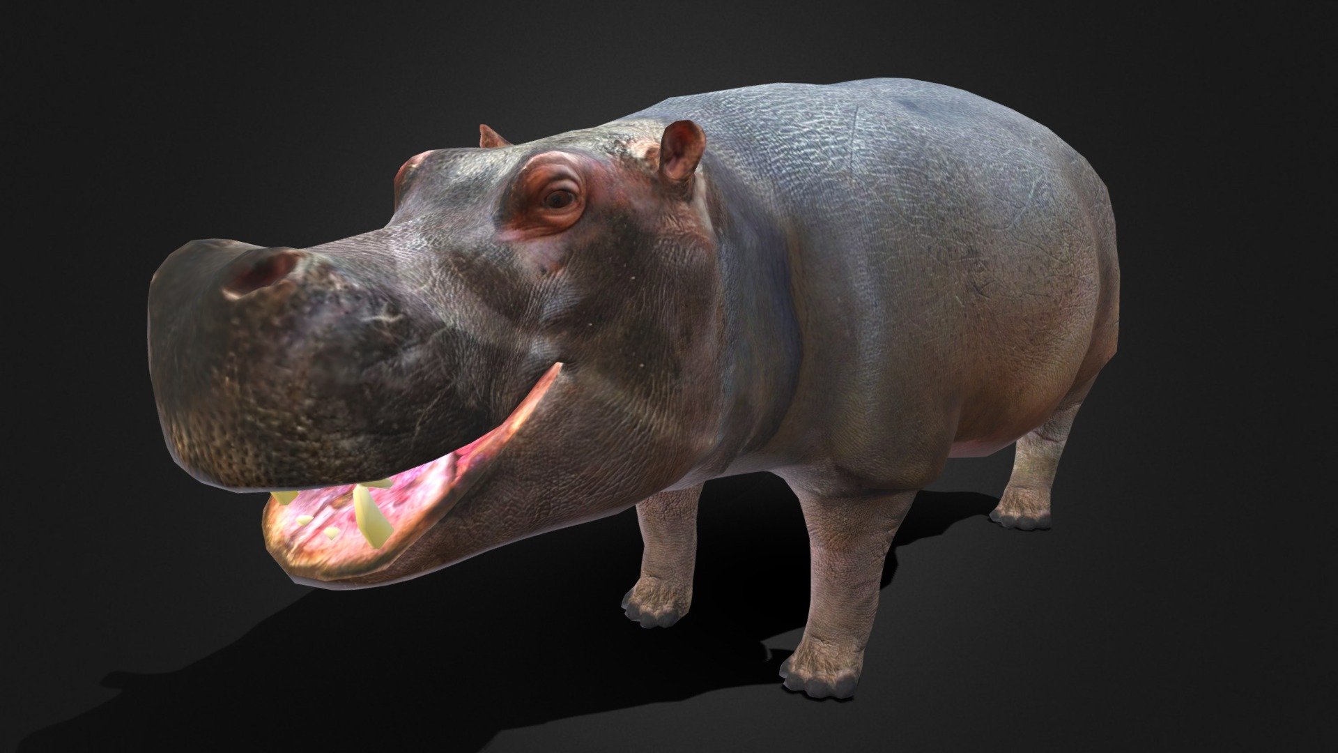 Hippopotamus V2 - Buy Royalty Free 3D model by Owltic [57ebe76 ...