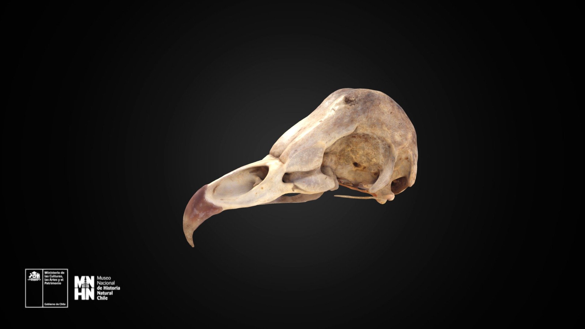 Tyto alba