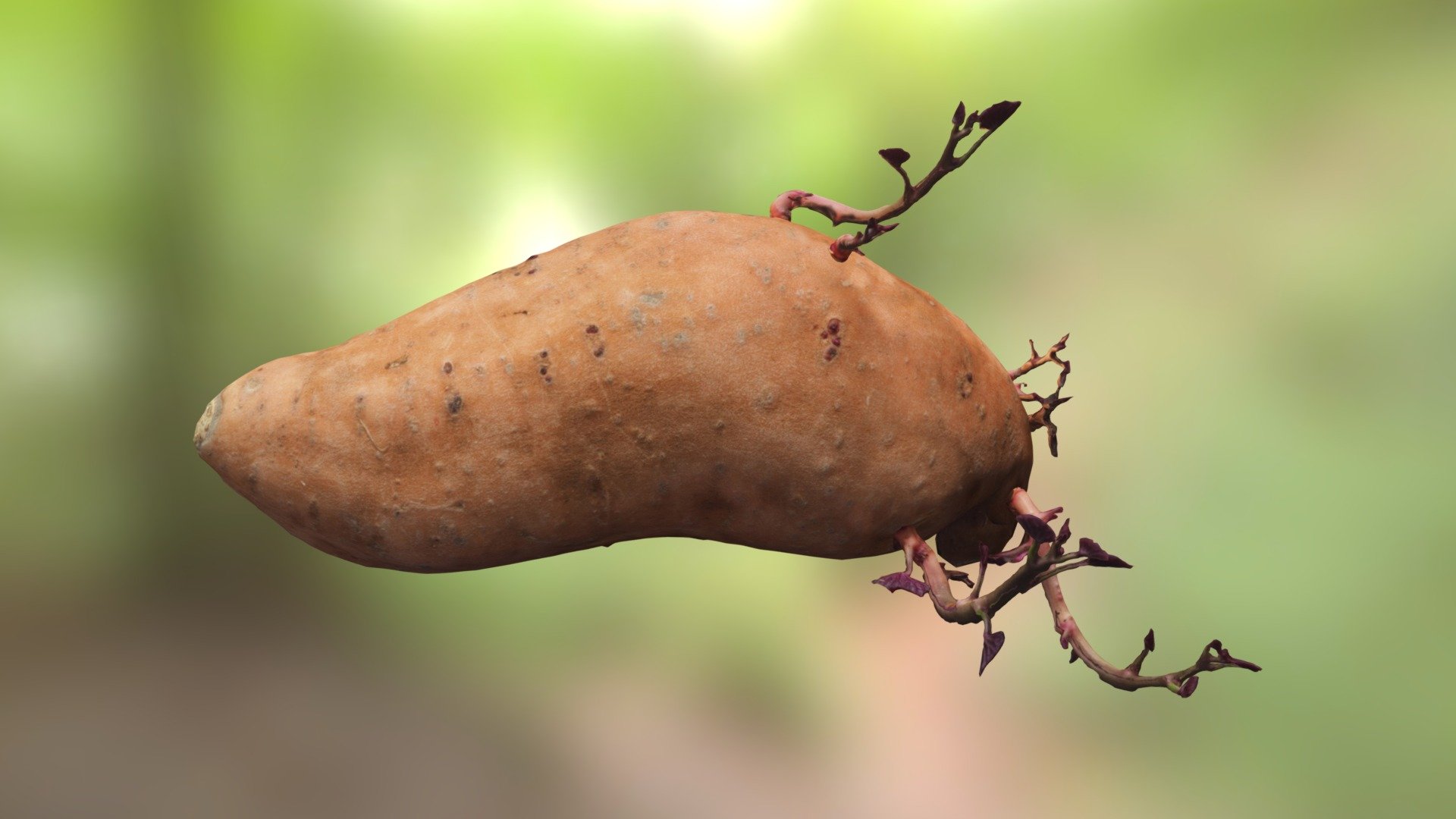 Sprouted Potato