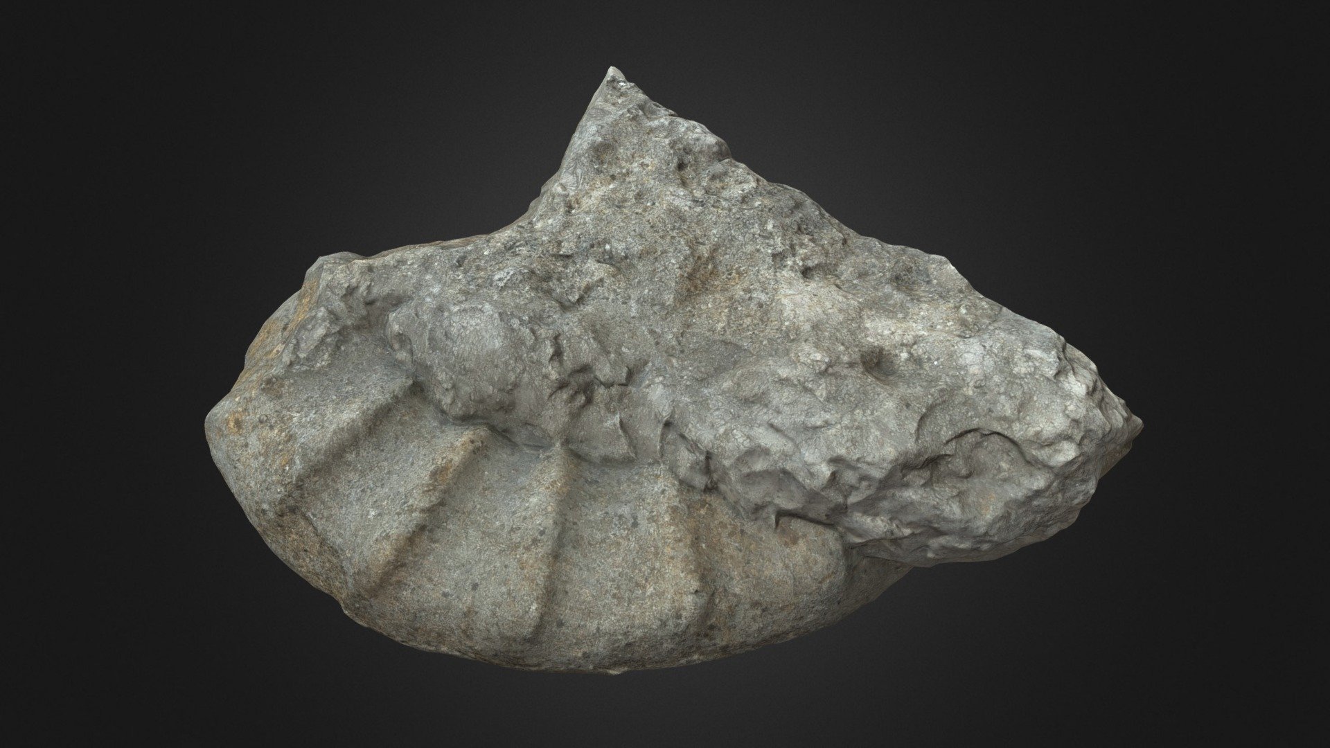 Large ammonite fossil