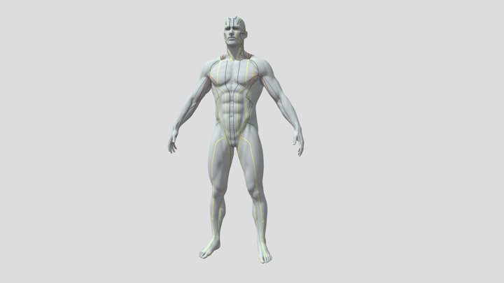 Meridians (Chinese Medicine) 3D Model