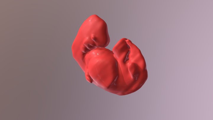 Sheep Embryo with Animation 3D Model