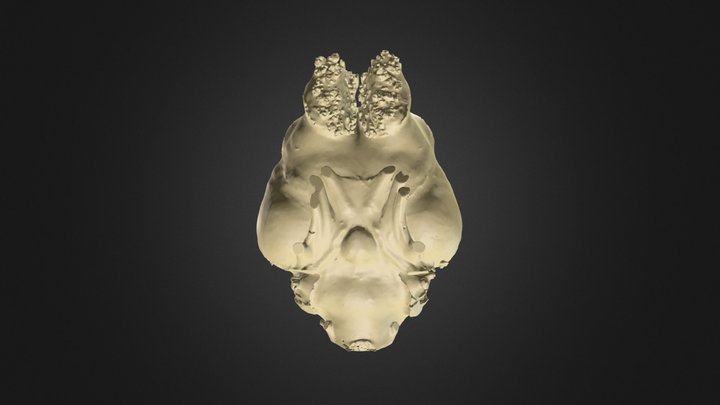 Two-toed Sloth Endocranial Ventral Landmarks 3D Model