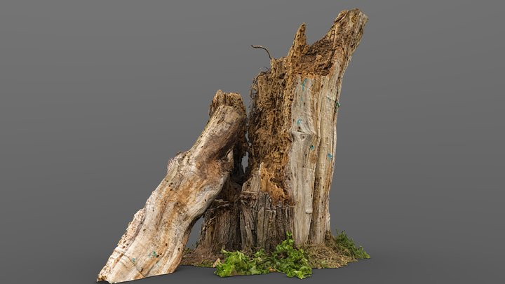 Common furniture beetle eaten tree trunk 3D Model