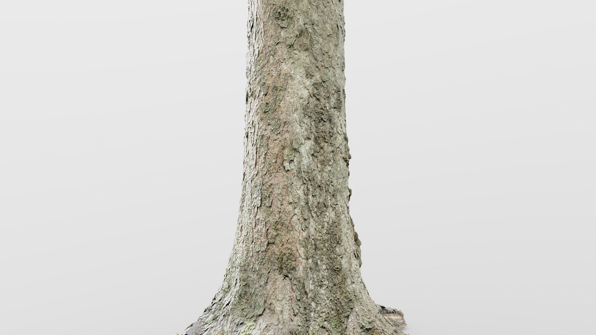 Spruce Tree Trunk - Buy Royalty Free 3D model by Drakery [57fb5bd ...