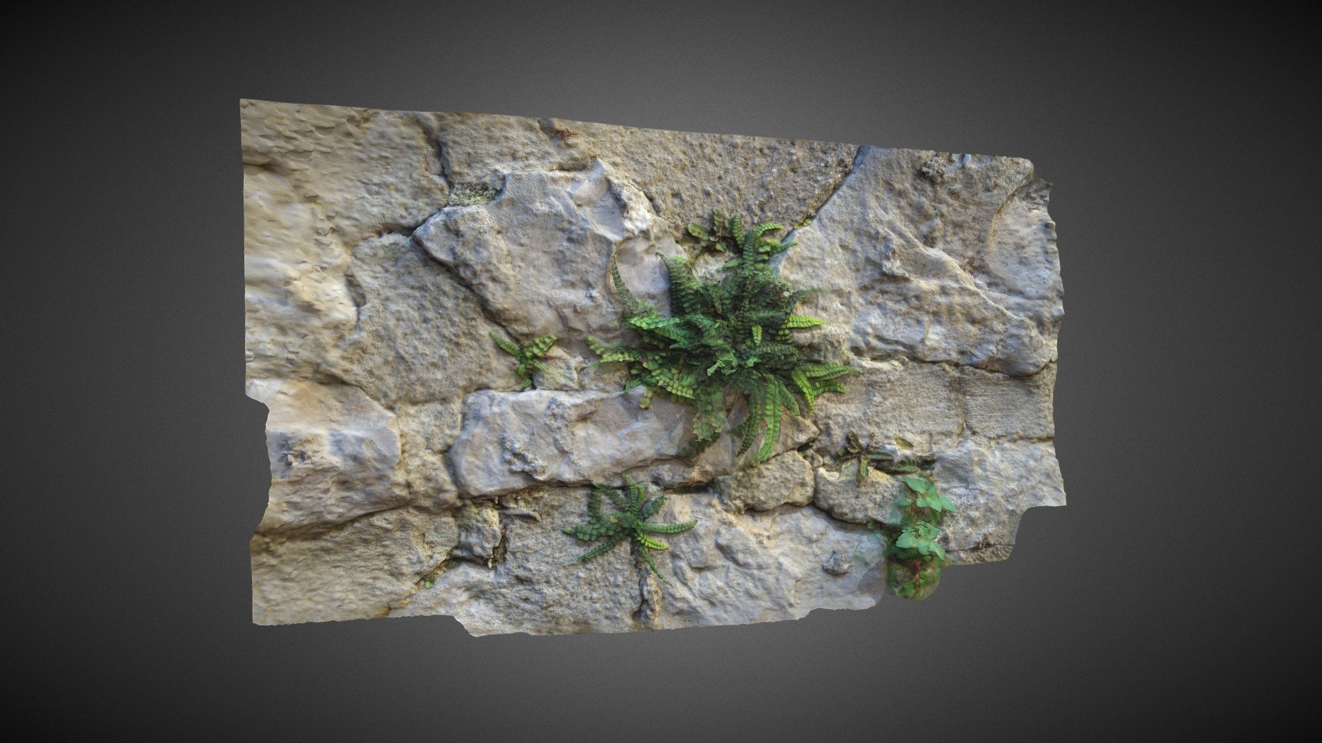 Small ferns - Petite fougère