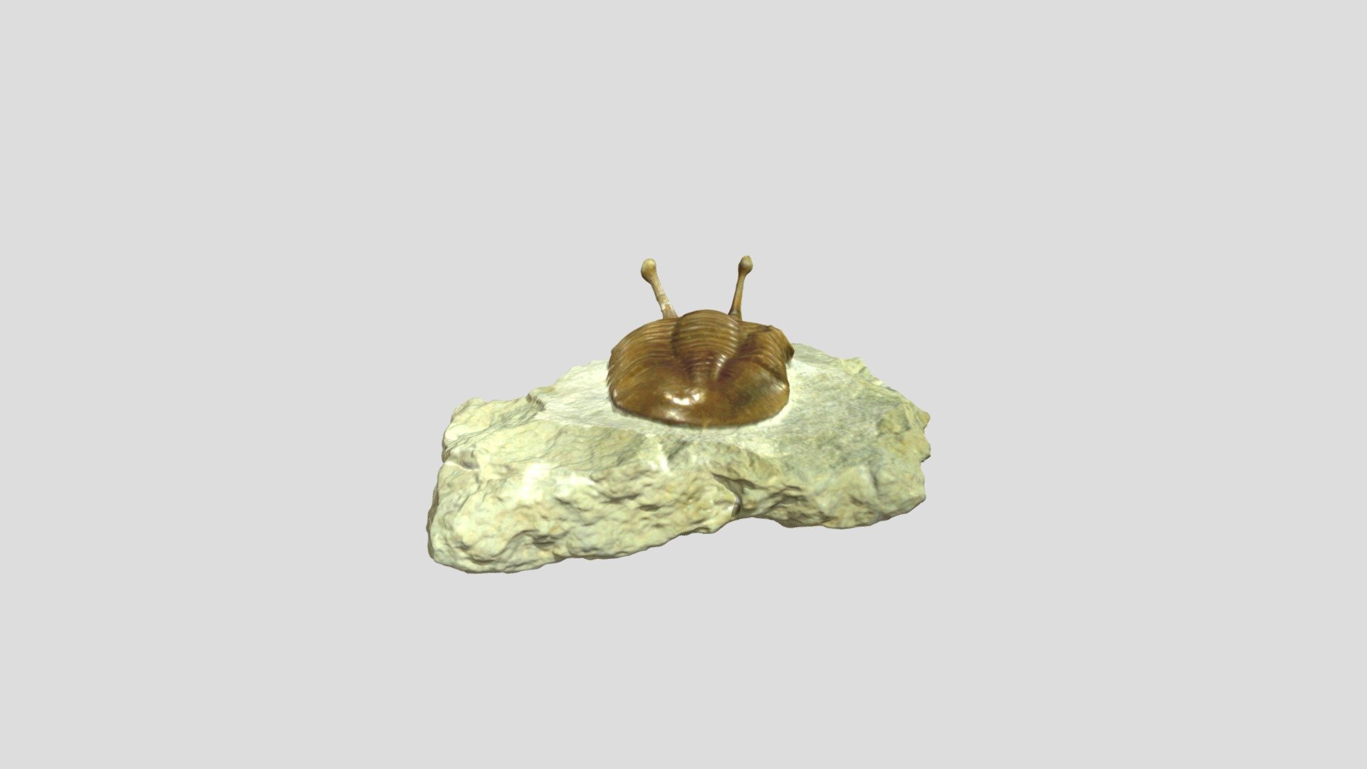 Asaphus Kowalewskii