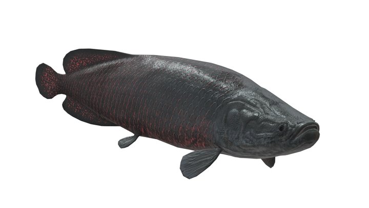 Arapaima V3 3D Model