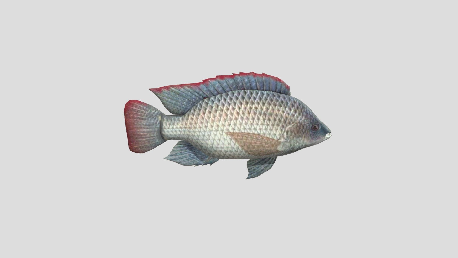 Bagian Tubuh Ikan by Febri Setyo Nugroho