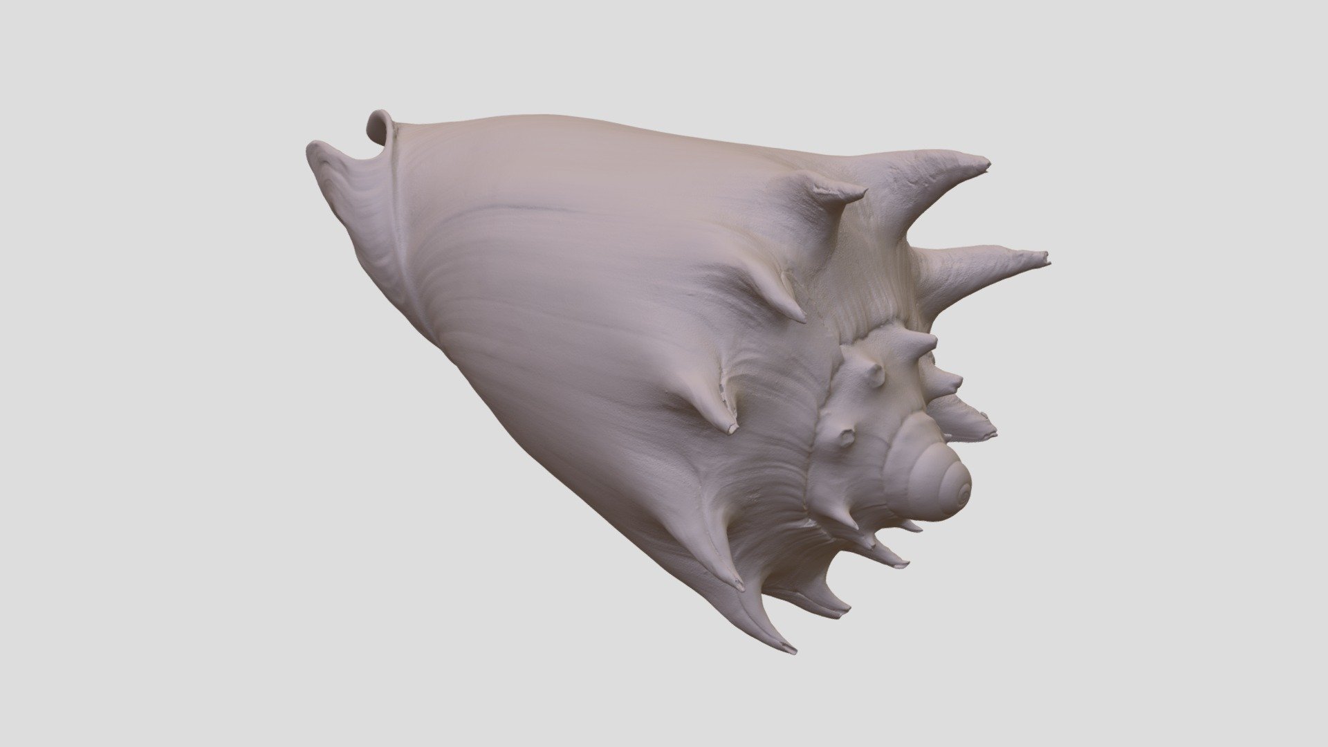 Cymbiola imperialis (DMNS:Inv:23831)
