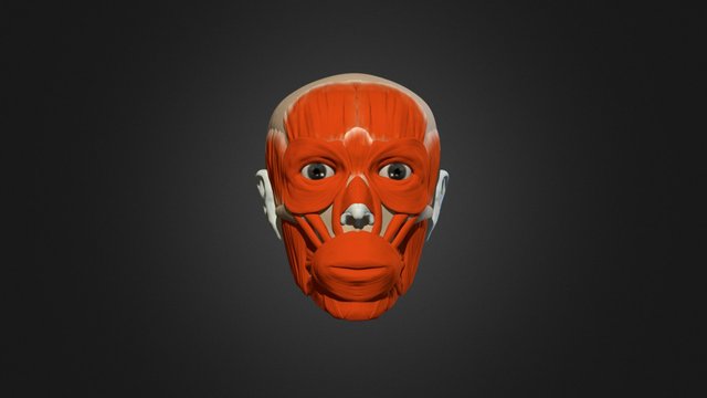 Ecorché del cráneo 3D Model