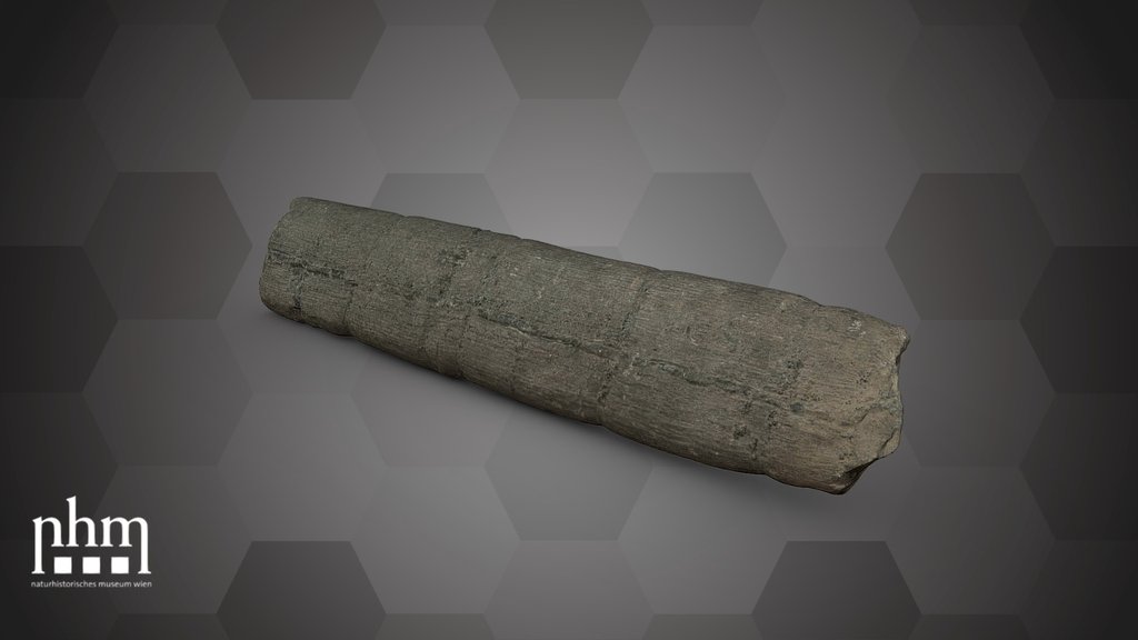 Calamites communis (NHMW-GEO-2024/0188/10968)